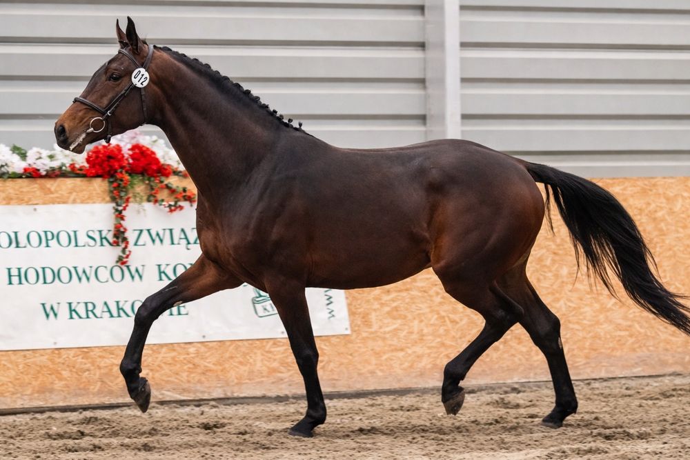 Ogier małopolski stanówka