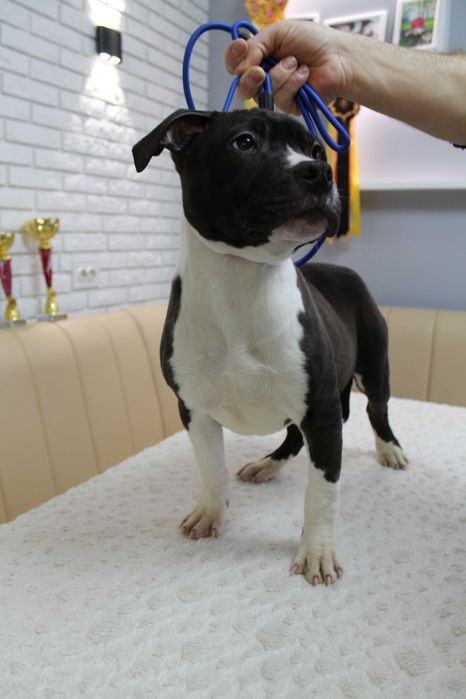 Перспективный мальчик Амстаффа