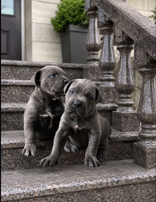 Львівська еліта-Cane corso