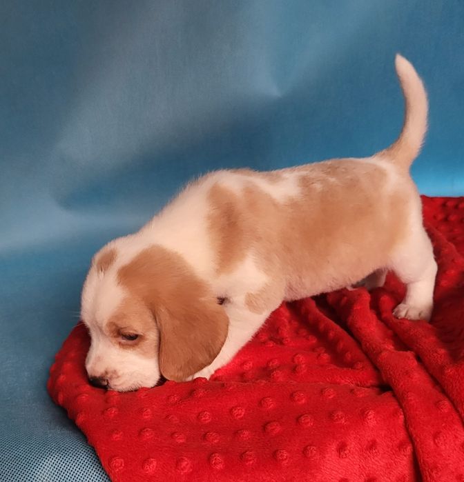 Beagle piesek sprzedam