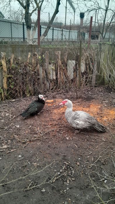 Індокачки. Мускусні качки.