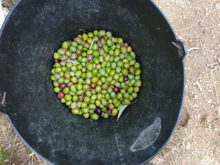 Azeite Novo Virgem Extra 0,2 acidez - Douro Vinhateiro