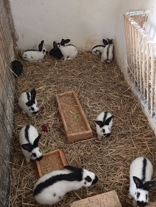 Króliki srokacze młode