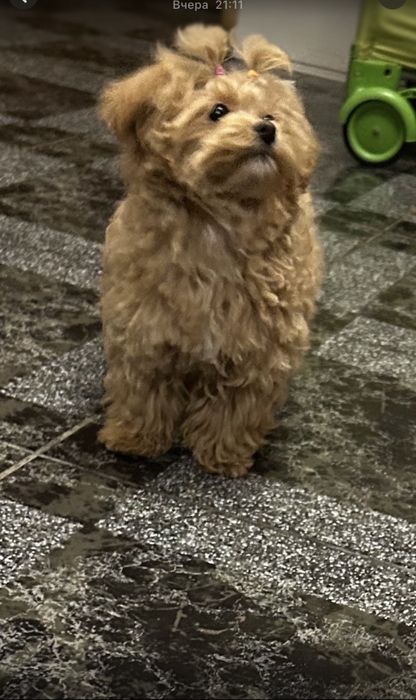 Шиварный мини мальтипу