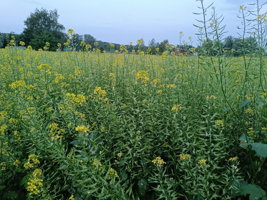 Продам гірчицю гірчиця