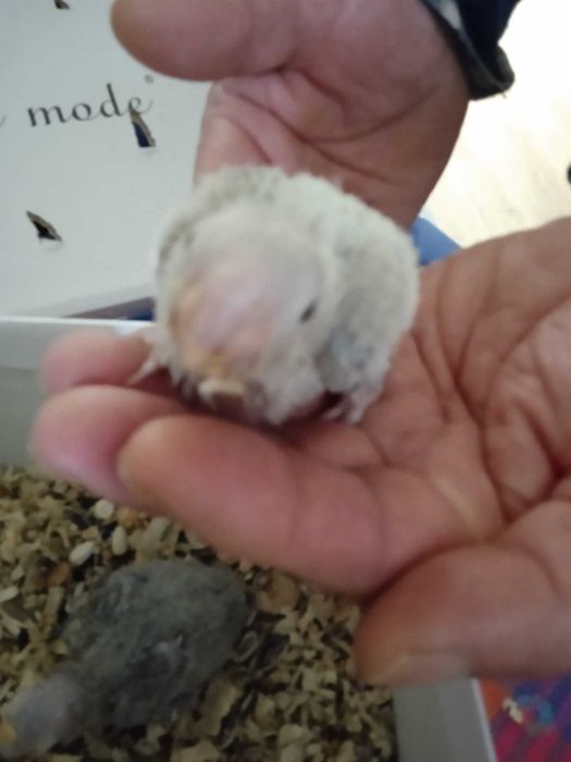 Panturras bebes procuram novo dono