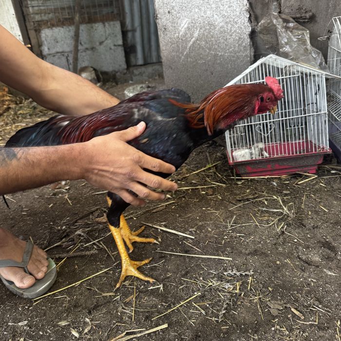 Galo calcutá original do BRASIL