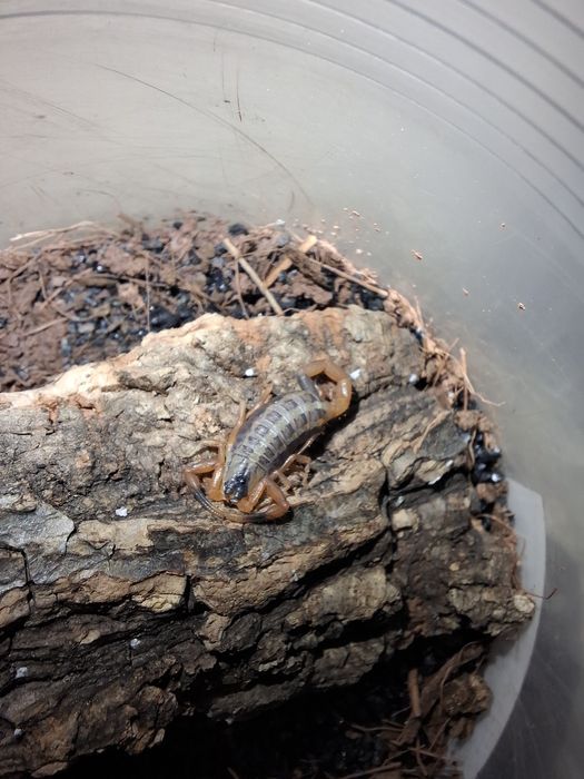 Skorpion Uroplectes vittatus i4/5