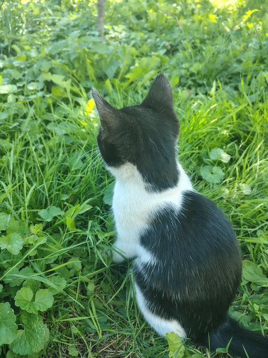 Котик / кіт / кошеня