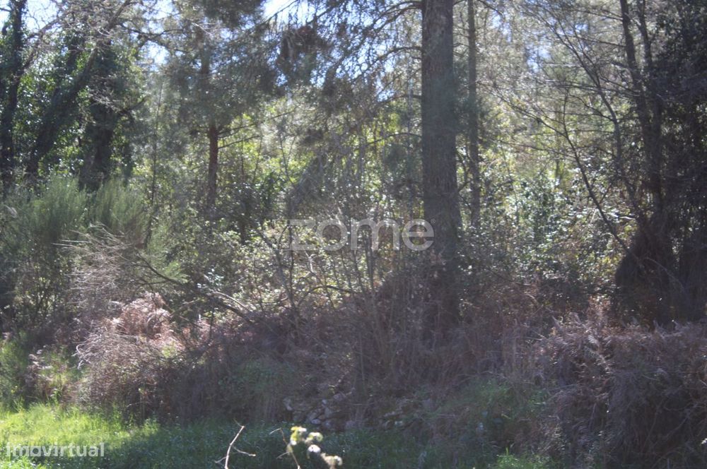 Terreno Único à Venda no Coração do Vale do Demo – Moimenta da Bei...