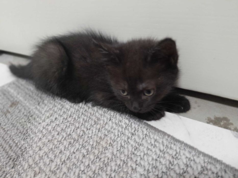 Киці безкоштовно