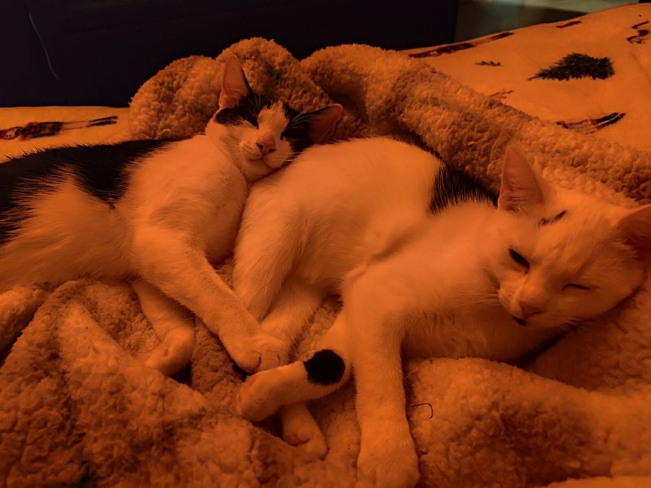 Kochane miziaki szukają wspólnego domu stalego!