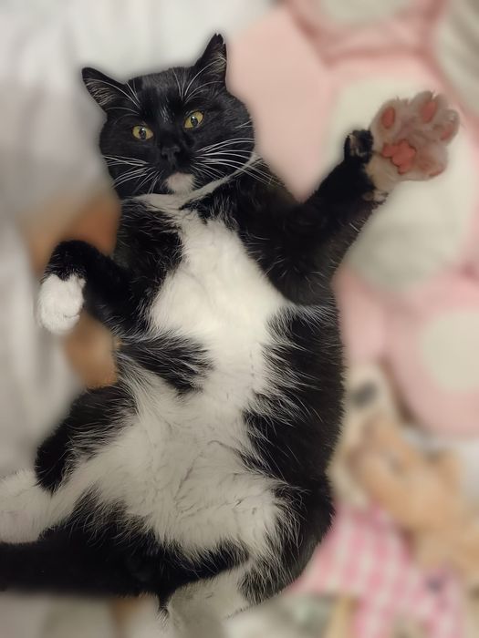 Zaginął kot!!! WILKÓW