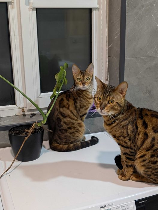 Котята бенгальські