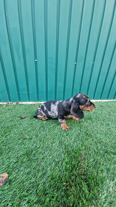 Teckel Black Merle Macho