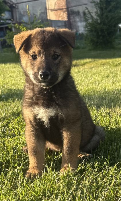 Shiba inu sezamowy chlopak