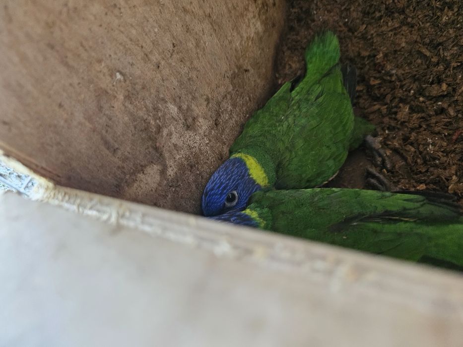 Loris molucanos espetaculares