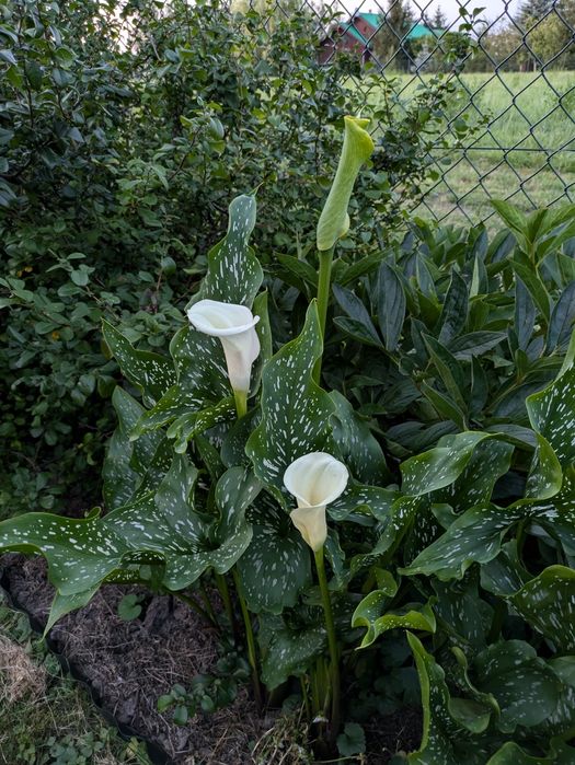 Kalla zantedeschia biała