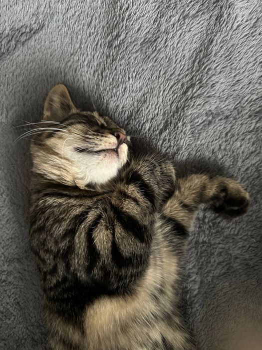 Віддамо котика