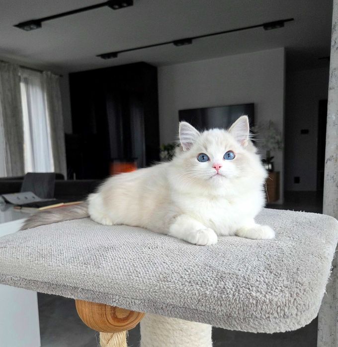 Ragdoll kocur z rodowodem FPL.