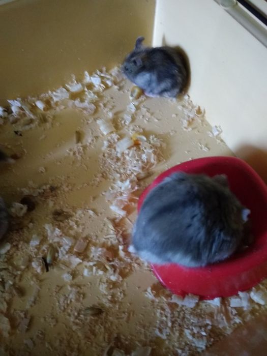 Джунгарский хомяк