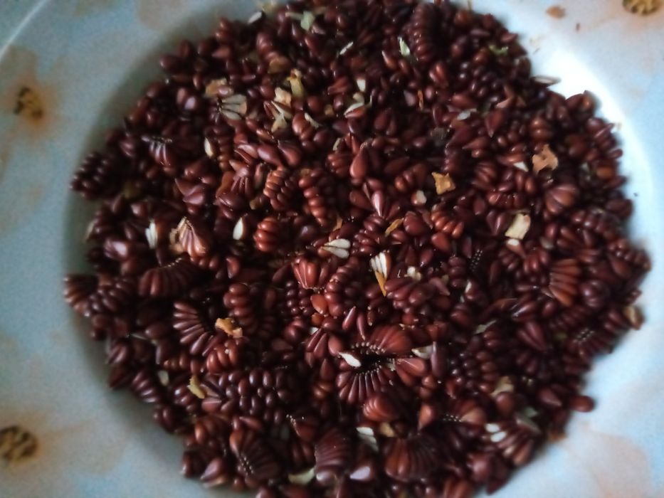 Nasiona pigwowca zdrowe