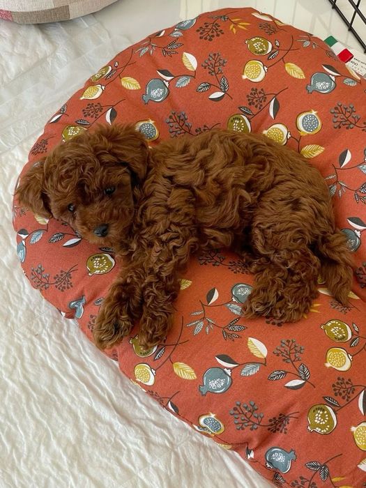 Той-пудель — лучший компаньон