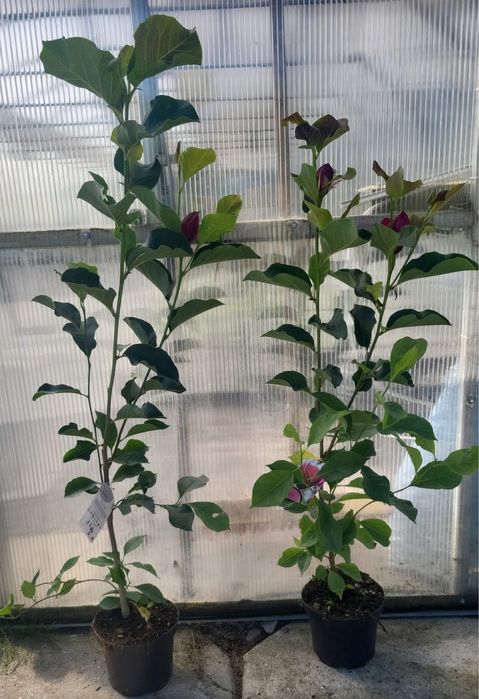 Магнолія Дженні (magnolia genie)