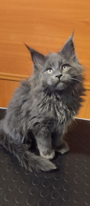 Мейн Кун хлопчик голубий солід  2,5 місяці