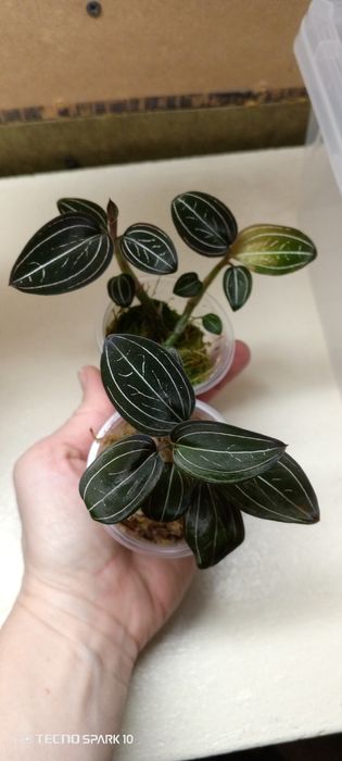 Лудизия драгоценная орхидея