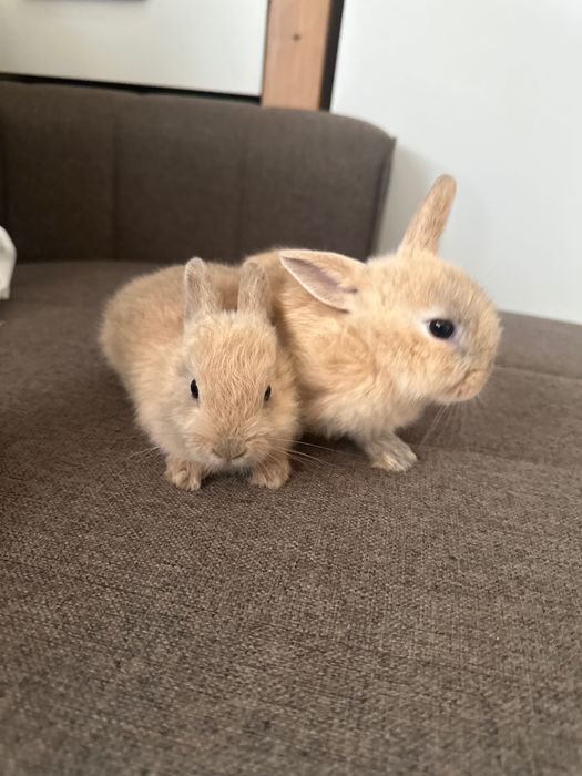 Coelhinhos Gazapos a venda