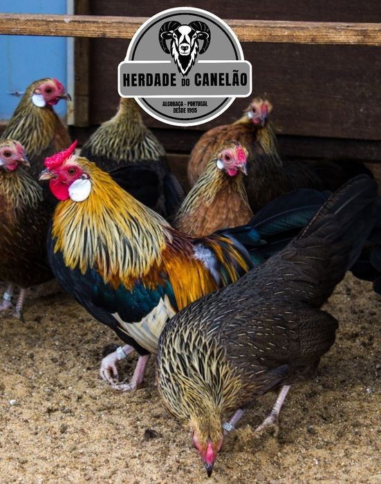 Coquichas, Cocós, Garnizes