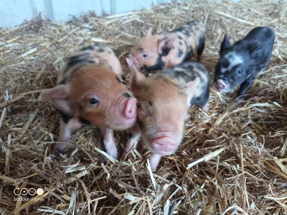 Porco anão Kune Kune