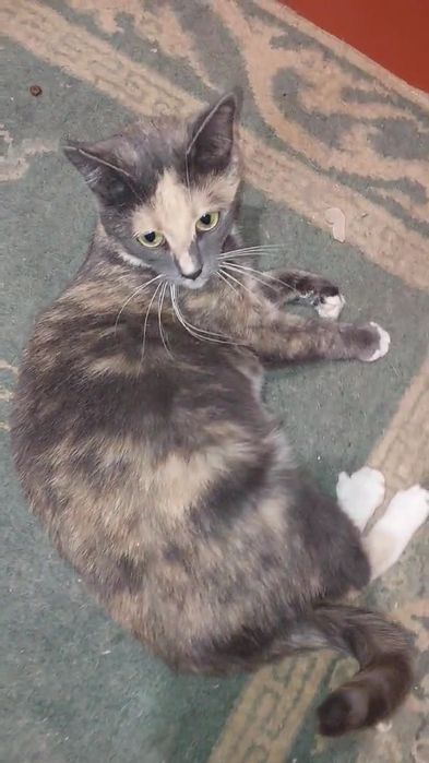 Отдам кошку трехцветку, стерилизована, 1 год