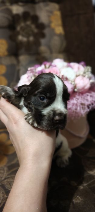 Suczka Cocker spaniel angielski
