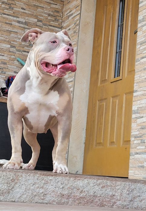American bully pies dorosly  liliac tricolor grubej kosci