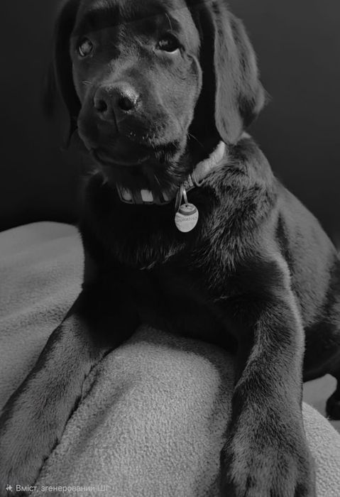 Лабрадор дівчинка 3,5 місяці