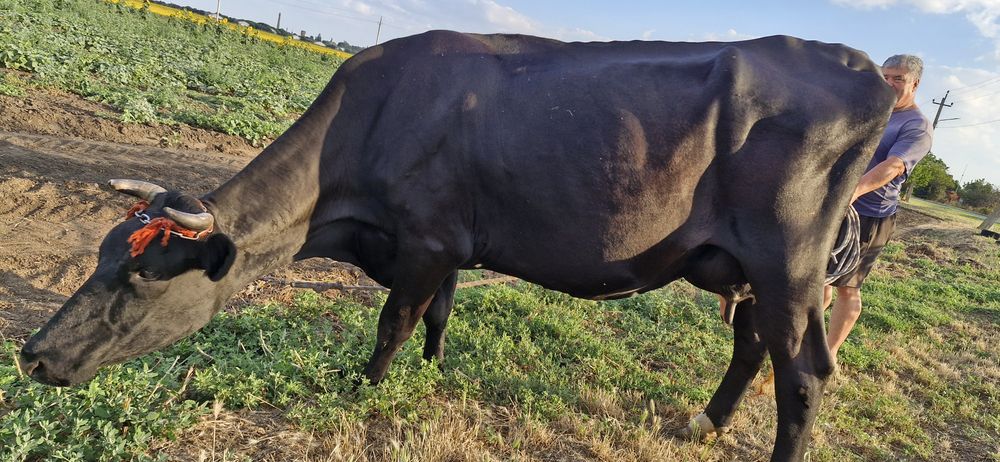 Продам молоду  корову