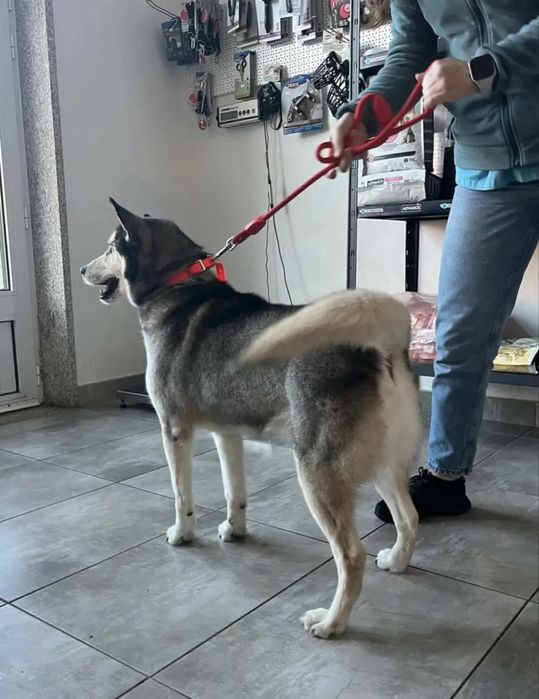 Lobito de olhos azuis