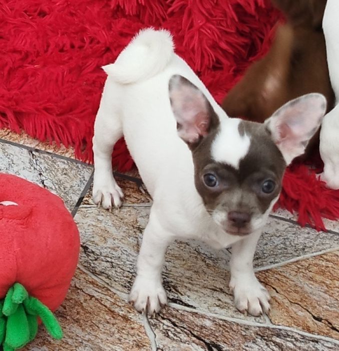 Chihuahua biało liliowa