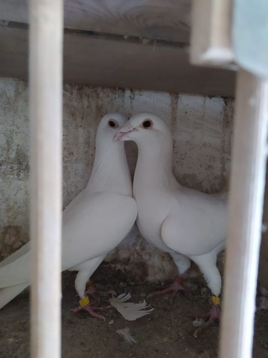 Gołąbki pocztowe białe