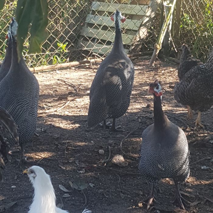 Fracas/galinhas de Angola