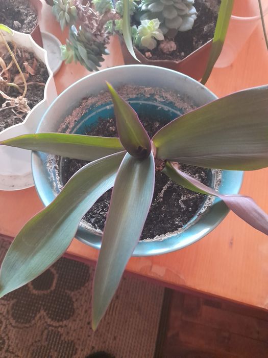 Продаються вазони різні