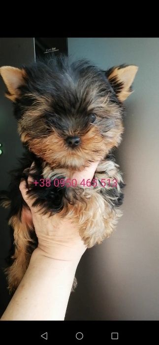 Молодой и активный мини Йорк ждет милых дам. КСУ