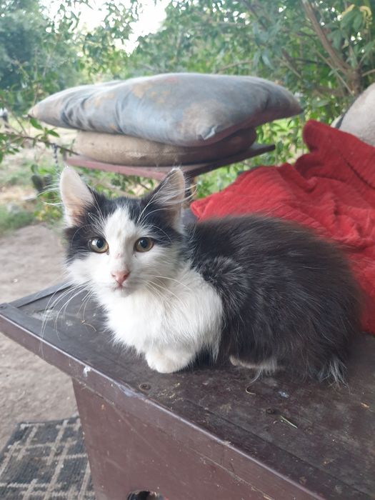 Кошеня в добрі руки