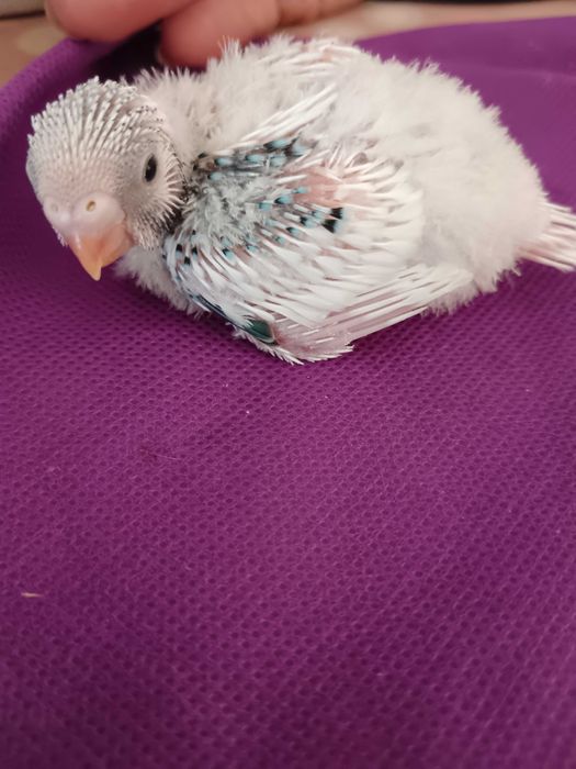 Crias de piriquitos para venda