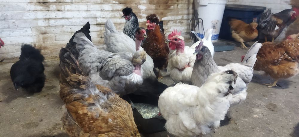 Інкубаційне яйця курей