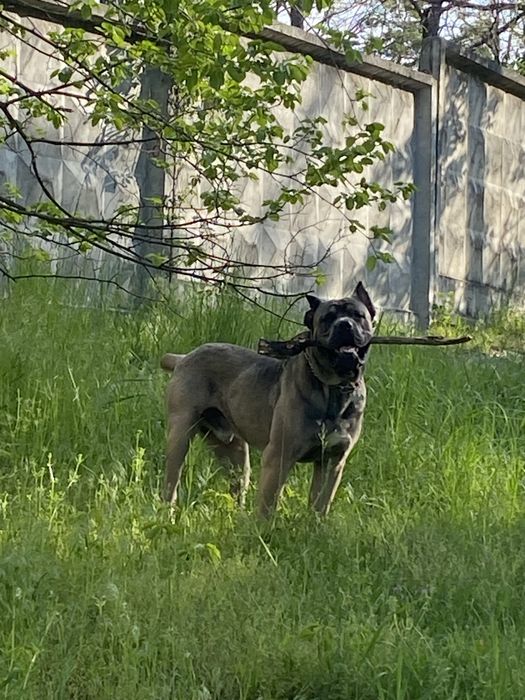 Шукаємо дівчинку для мого хлопчика, ще не розвязаний,  1 рік 9 місяців