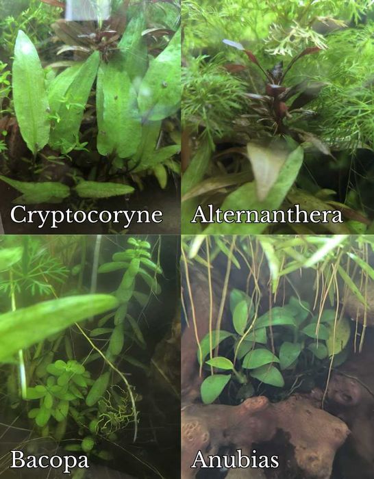 Pack de Plantas Naturais para Aquário