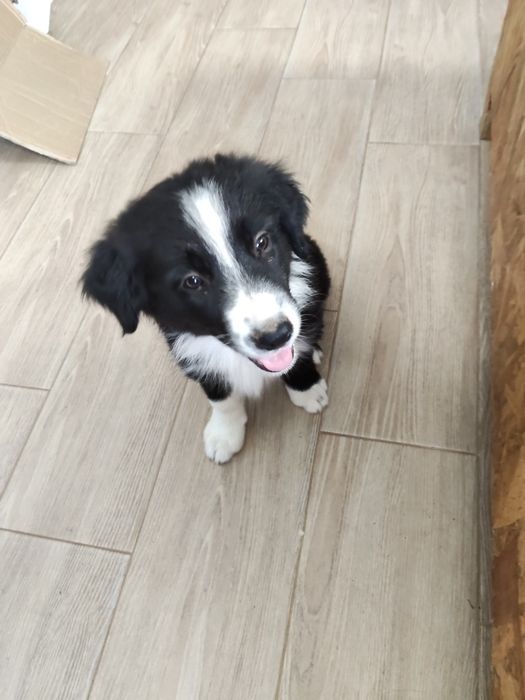 Cachorrinho Border Collie (LOP/RI)